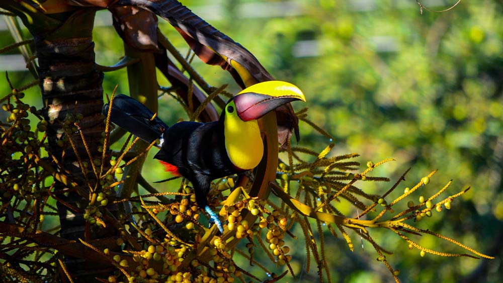 Toucan near Carara National Park