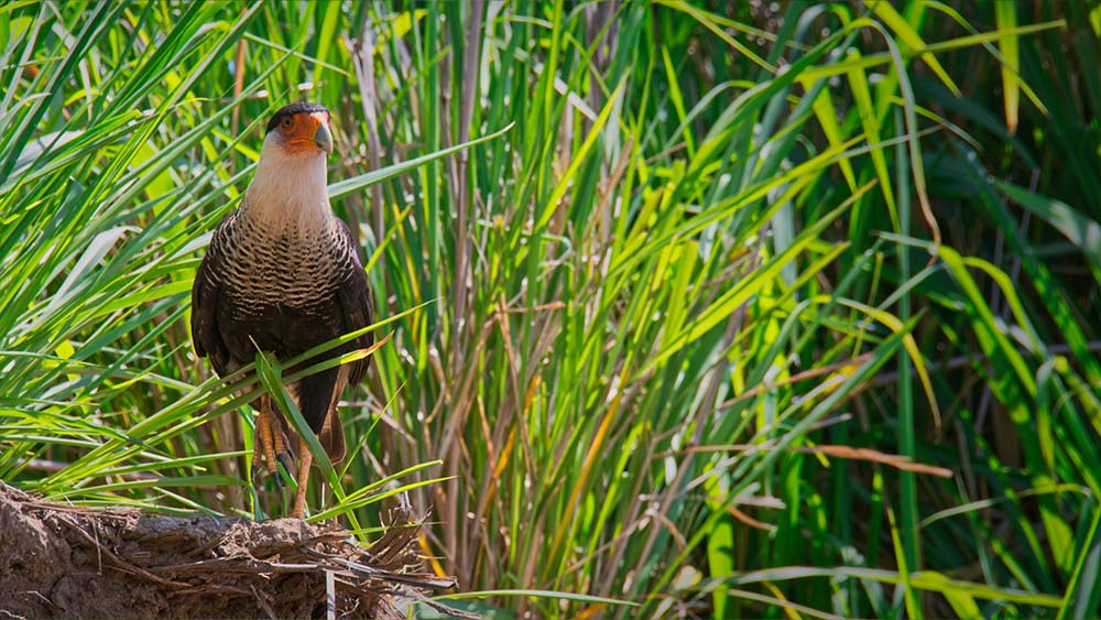 Wildlife & Nature in Tarcoles, Costa Rica