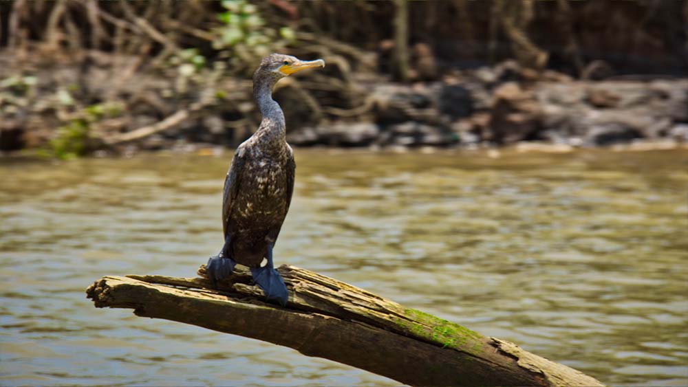 Wildlife & Nature in Tarcoles, Costa Rica