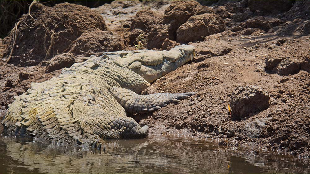 Crocodile in Tarcoles River