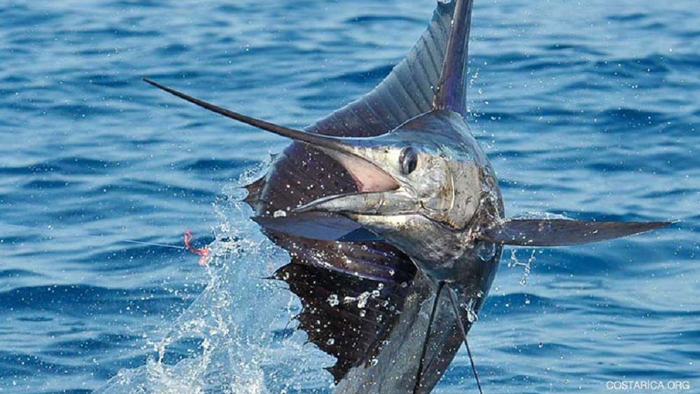 Fishing in Costa Rica