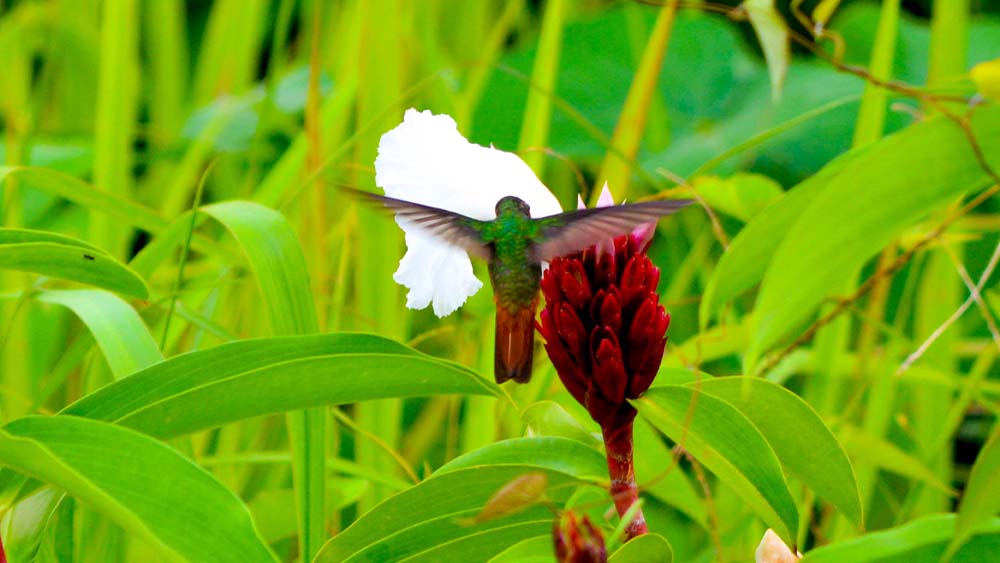 Flora and Fauna of Carara National Park