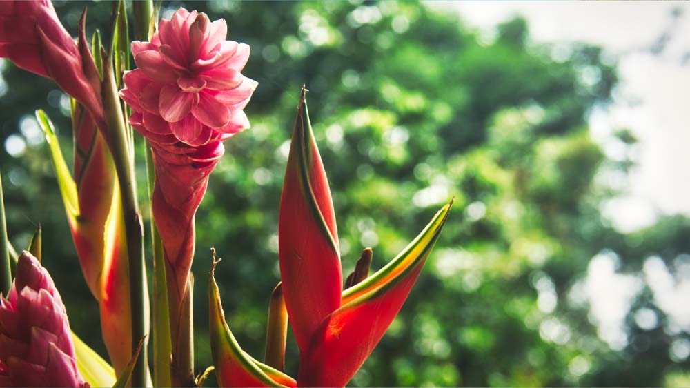 Flora and Fauna of Carara National Park