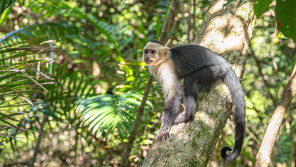 Manuel Antonio National Park Costa Rica