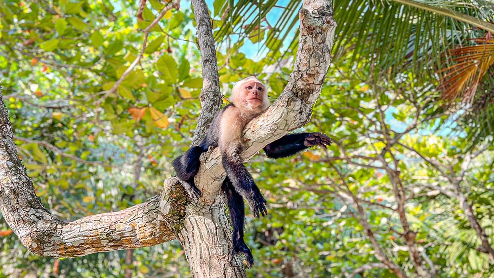 White-faced monkey at Playa Blanca, Costa Rica