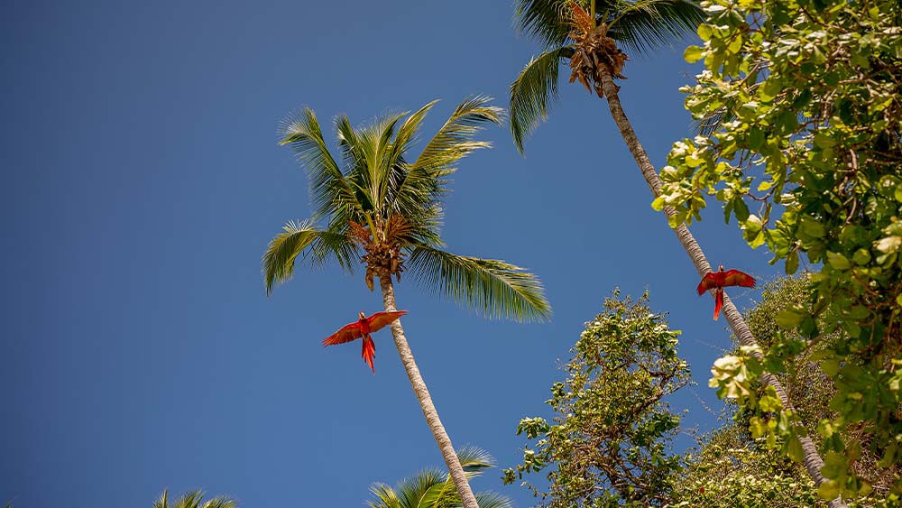 Scarlet Macaws flying overhead at Jaco, Costa Rica