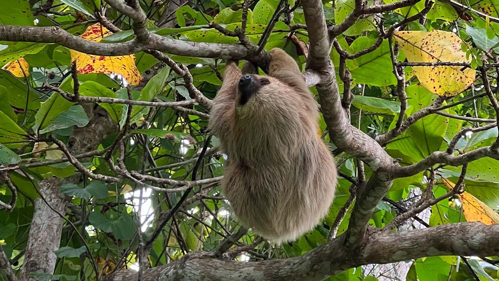 Sloth at Carara National Park